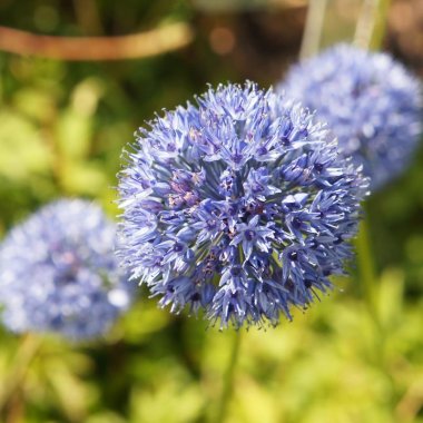 Allium Azureum (Blue of the Heavens)