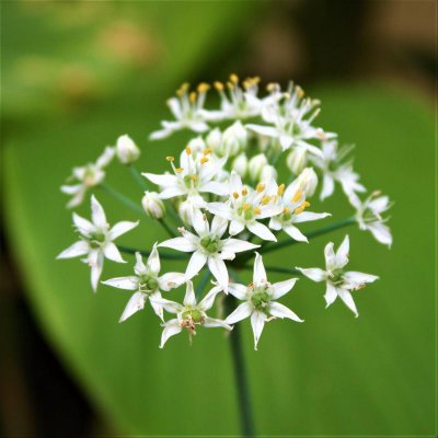Allium Tuberosum (Edible Garlic Chives)