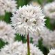 Allium Amplectens Graceful