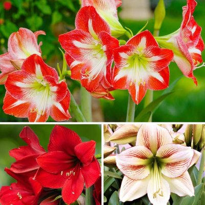 Amaryllis Candy Cane Collection