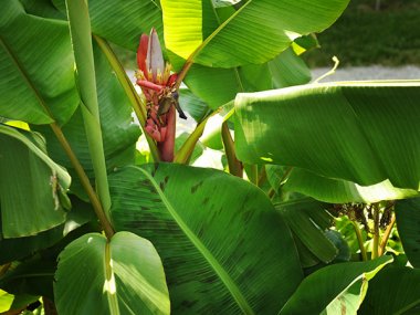 Pink Banana Seeds