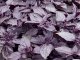 Dark Purple Opal Basil Seeds