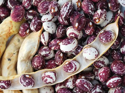 Good Mother Stallard Bean Seeds - Baker Cree Heirloom Seed Co