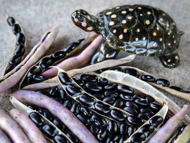 Black Turtle Bean Seeds