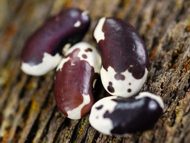 1500 Year Old Cave Bean Seeds
