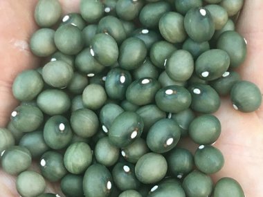 Fort Portal Jade Bean Seeds