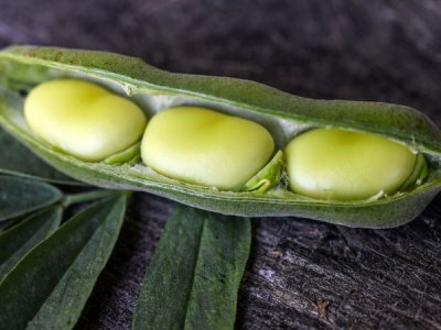 Ianto's Fava Bean Seeds