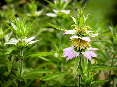 Spotted Bee Balm Seeds