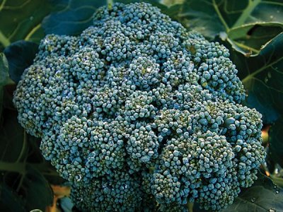 Calabrese Green Sprouting Broccoli Seeds