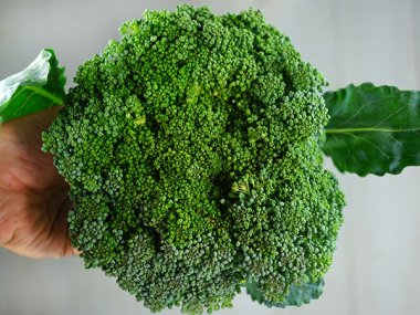 Waltham 29 Broccoli Seeds