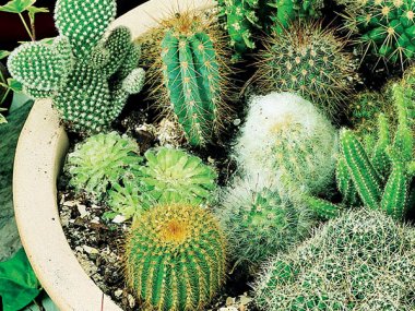 Cacti Mixed Seeds