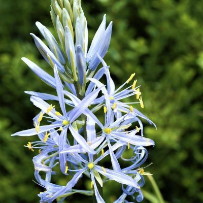 Camassia Cusickii (Wild Hyacinth)