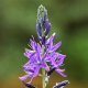 Camassia Esculenta (Indian Hyacinth)