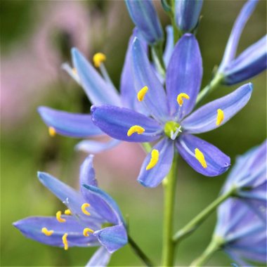 Camassia leichtlinii caerulea 'Blue Heaven'