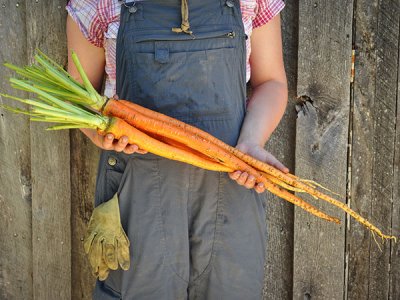 Manpukuji Carrot Seeds