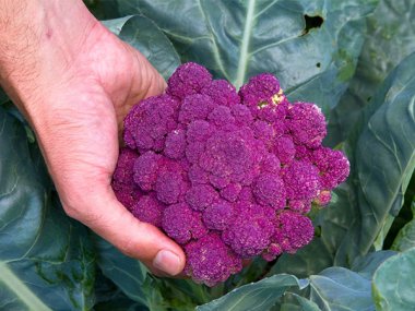 Purple of Sicily Cauliflower Seeds