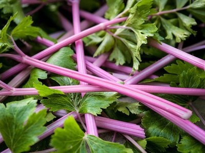Chinese Pink Celery Seeds