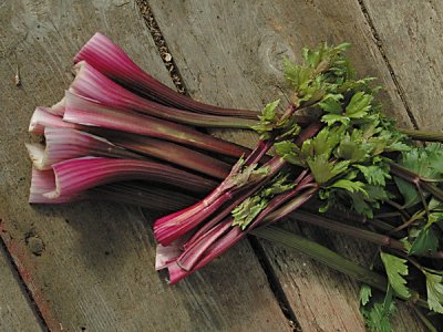 Giant Red Celery Seeds