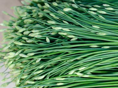 Chinese Chives Seeds