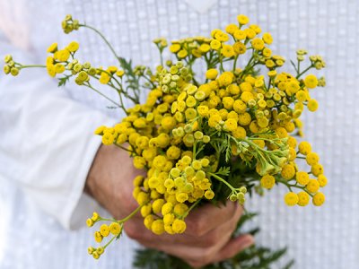 Tansy Herb Seeds