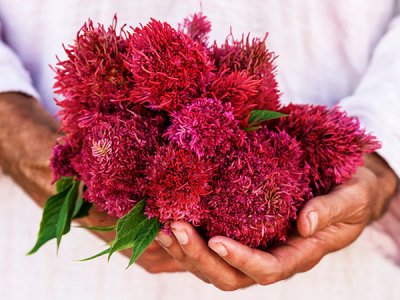 Chinese Wool Flower Seeds