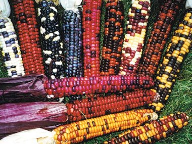 Painted Mountain Corn Seeds