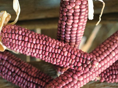 Hopi Purple Corn Seeds