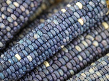 Hopi Turquoise Corn Seeds