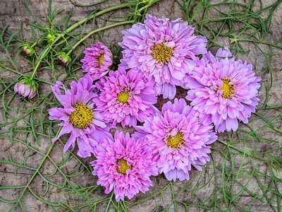 Double Dutch Rose Cosmos Seeds