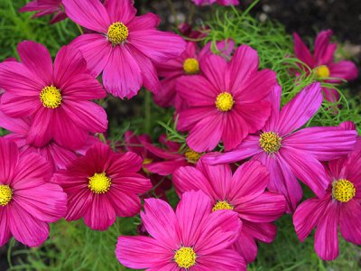 Candyfloss Red Cosmos Seeds