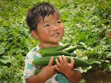 Jibai Shimoshirazu Cucumber Seeds