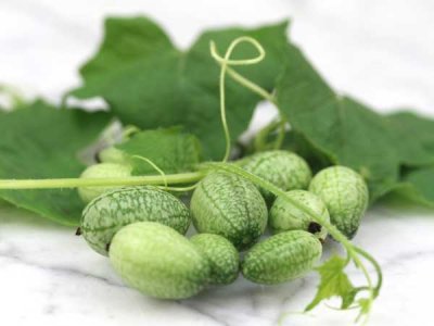 Mexican Sour Gherkin Cucumber Seeds