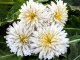 Japanese White Dandelion Seeds