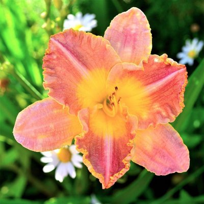 Daylily Rushing Delight