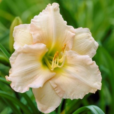 Daylily Lullaby Baby