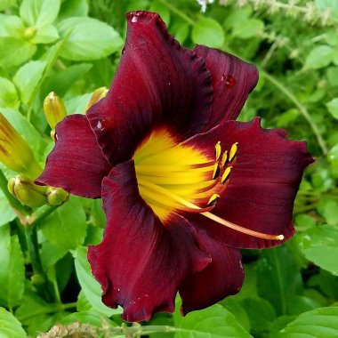 Daylily Sir Mordred