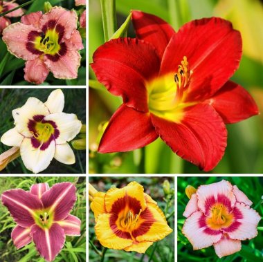 Daylily Colorful & Carefree Collection