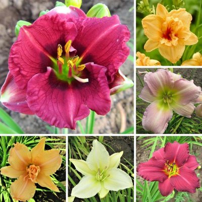 Daylily Fabulous Fragrance Collection
