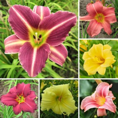 Daylily, Petite Profusion Collection