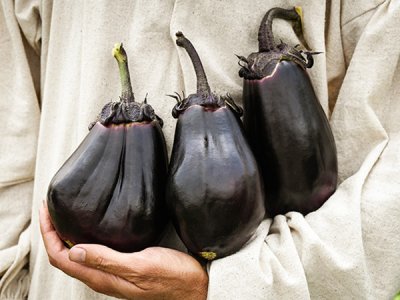 Mitoyo Eggplant Seeds