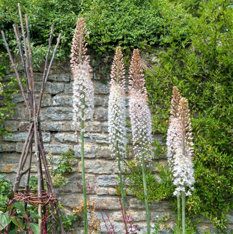 Eremurus Robustus (Foxtail Lily, Desert Candle)