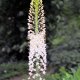 Eremurus Foxtrot (Foxtail Lily, Desert Candle)