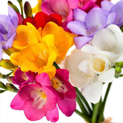 Freesia Bountiful Bouquets Collection