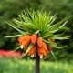 Fritillaria Crown Imperial Red