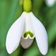Galanthus Common Snowdrop 'Nivalis'
