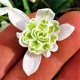 Galanthus Double Snowdrop 'Flore Pleno'