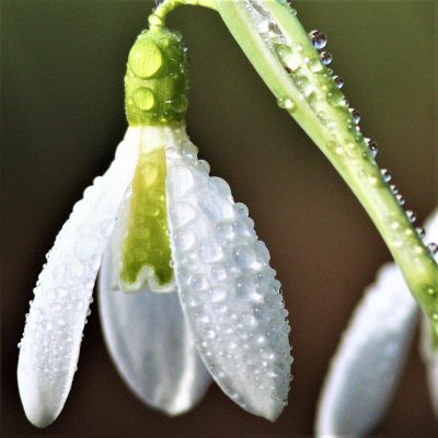 Galanthus Giant Snowdrop 'Woronowii'