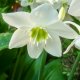 Amazon Lily (Eucharis)
