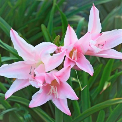 Crinodonna Lily - Fragrant Amacrinum