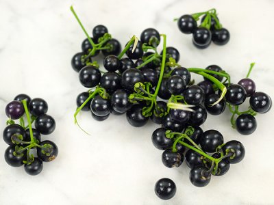 Chichiquelite Huckleberry Seeds